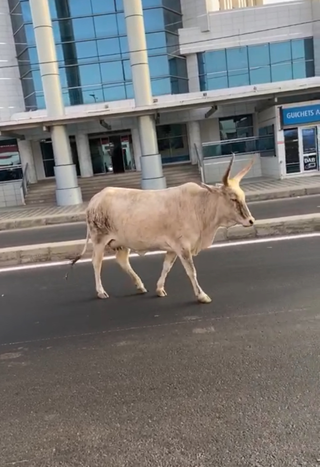 A stoic street neighbor